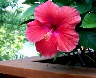 hibiscus on the lake